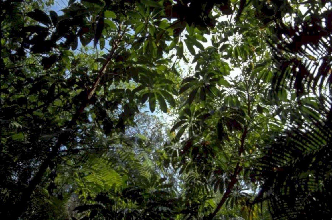rainforest jungle leaves 1980s 1990s A4 Photo Print
