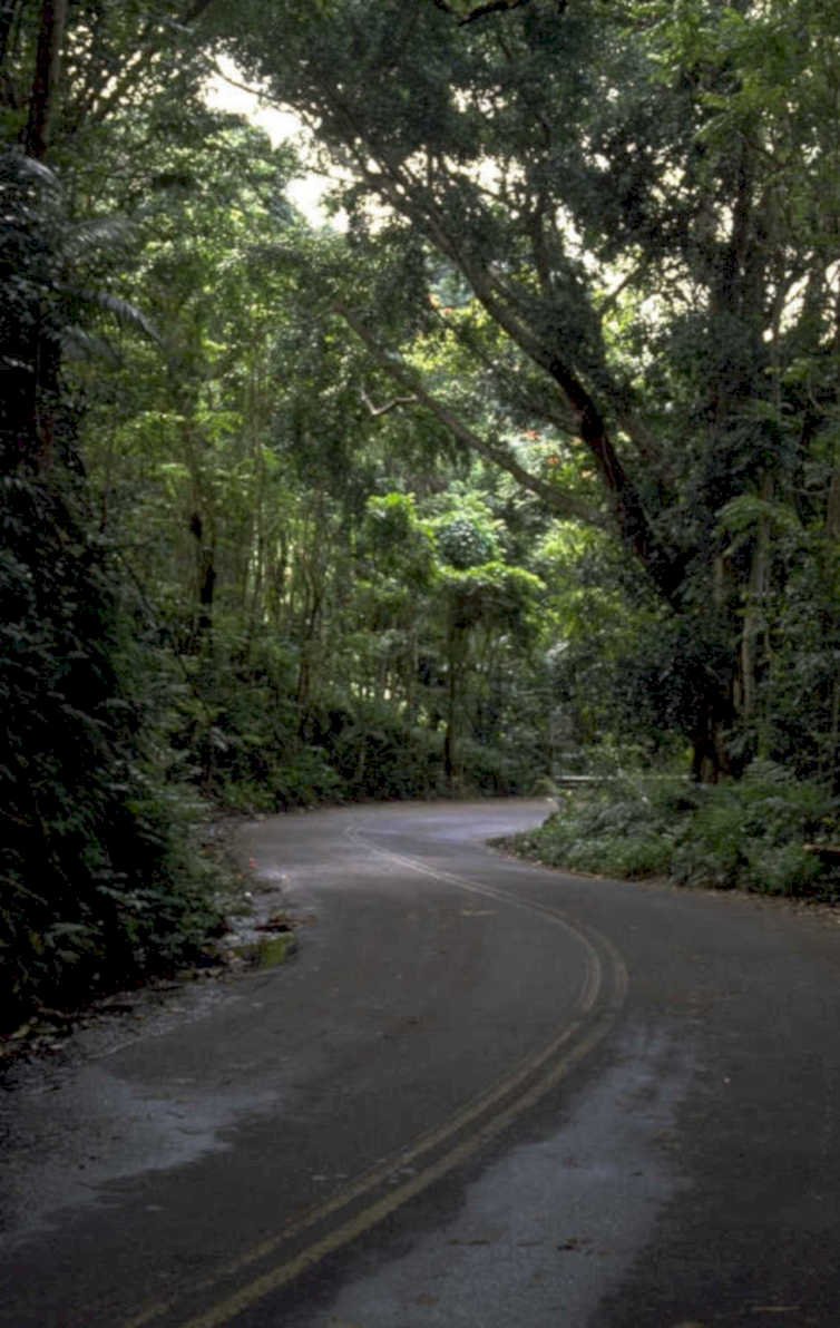 rainforest road hawaii 1980s 1990s A4 Photo Print