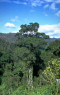 rainforest tree scene 1980s 1990s A4 Photo Print