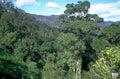 rainforest tree structure 1980s 1990s A4 Photo Print