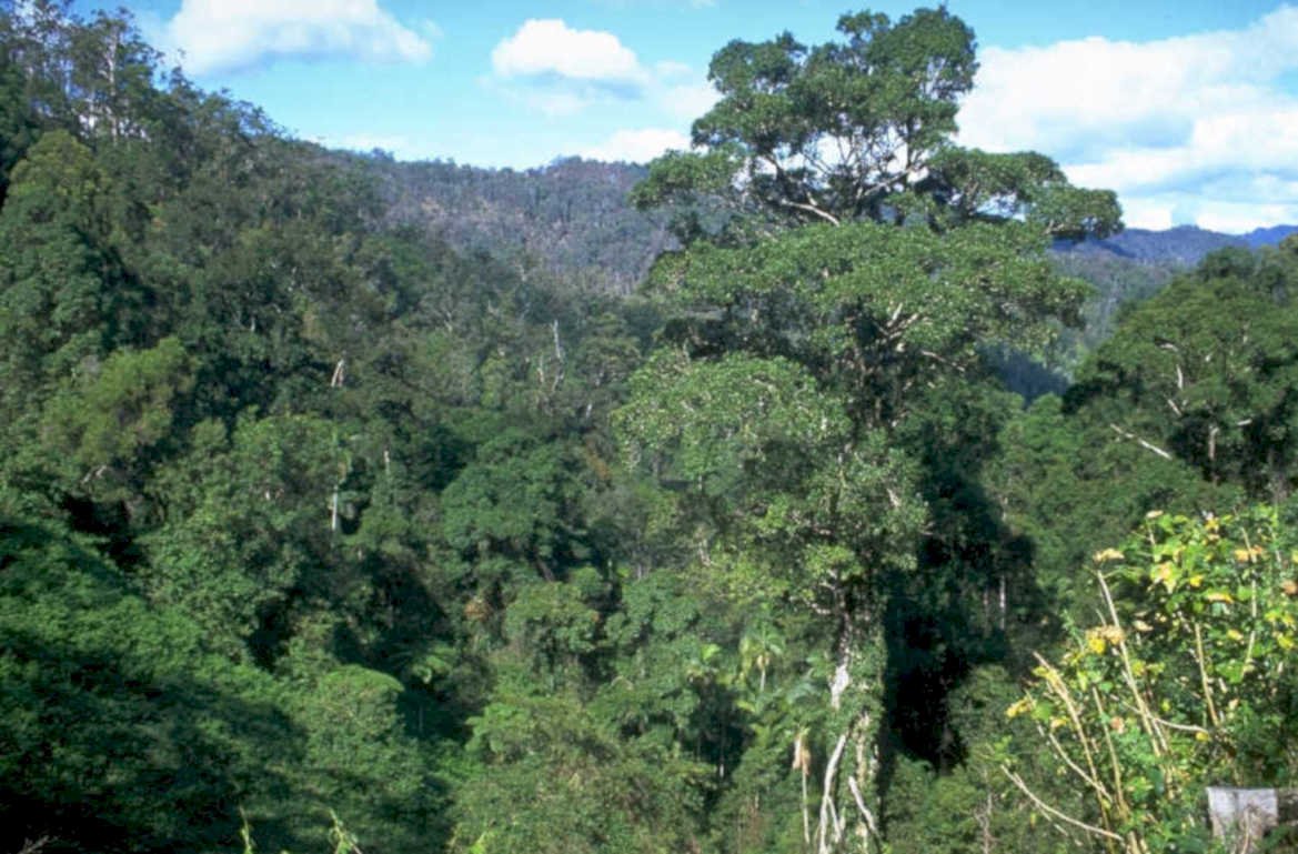 rainforest tree structure 1980s 1990s A4 Photo Print