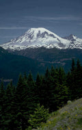 rainier mount flowers 1980s 1990s A4 Photo Print