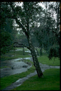 rainy birch park1980s 1990s A4 Photo Print