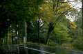 rainy road trees 1980s 1990s A4 Photo Print