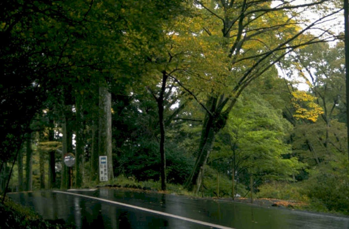 rainy road trees 1980s 1990s A4 Photo Print