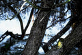 rainy tree branch1980s 1990s A4 Photo Print