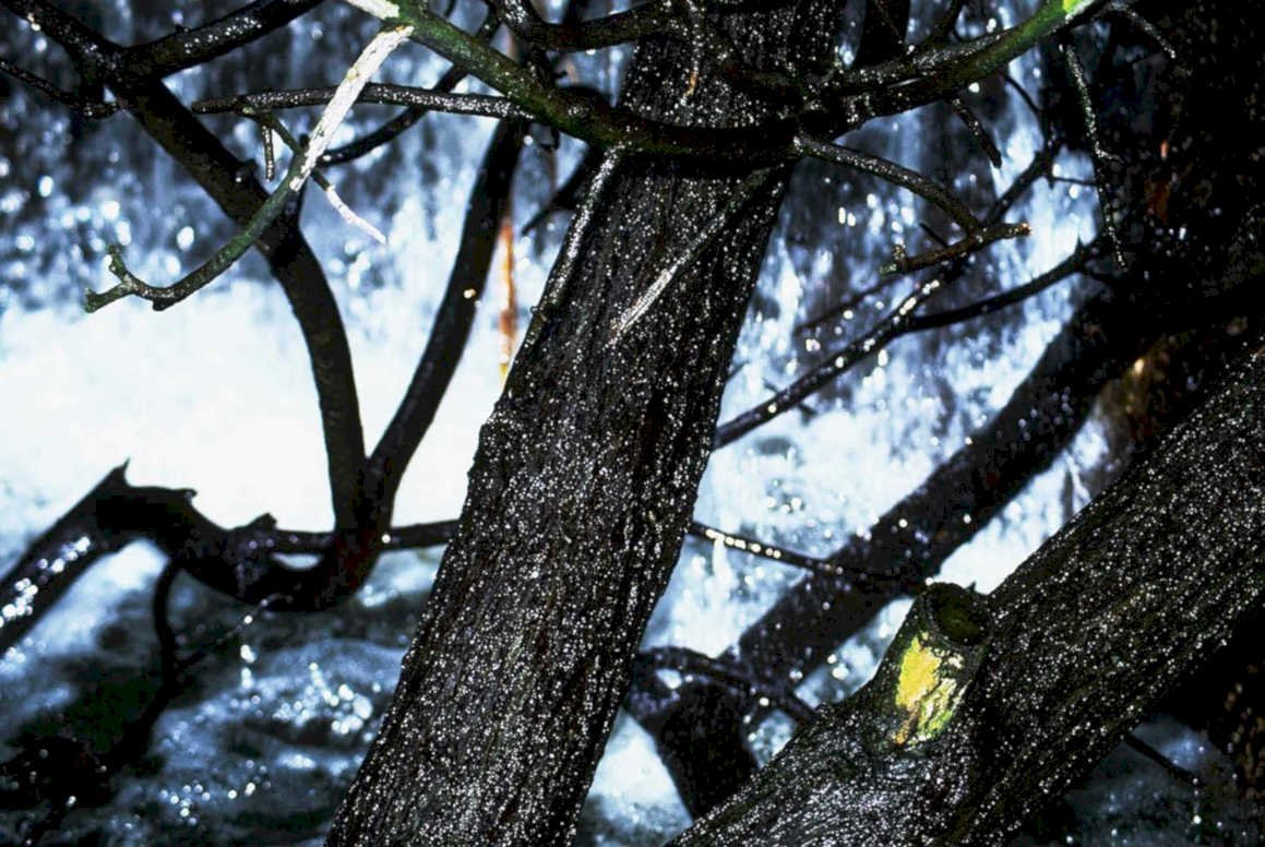 rainy tree branch1980s 1990s A4 Photo Print