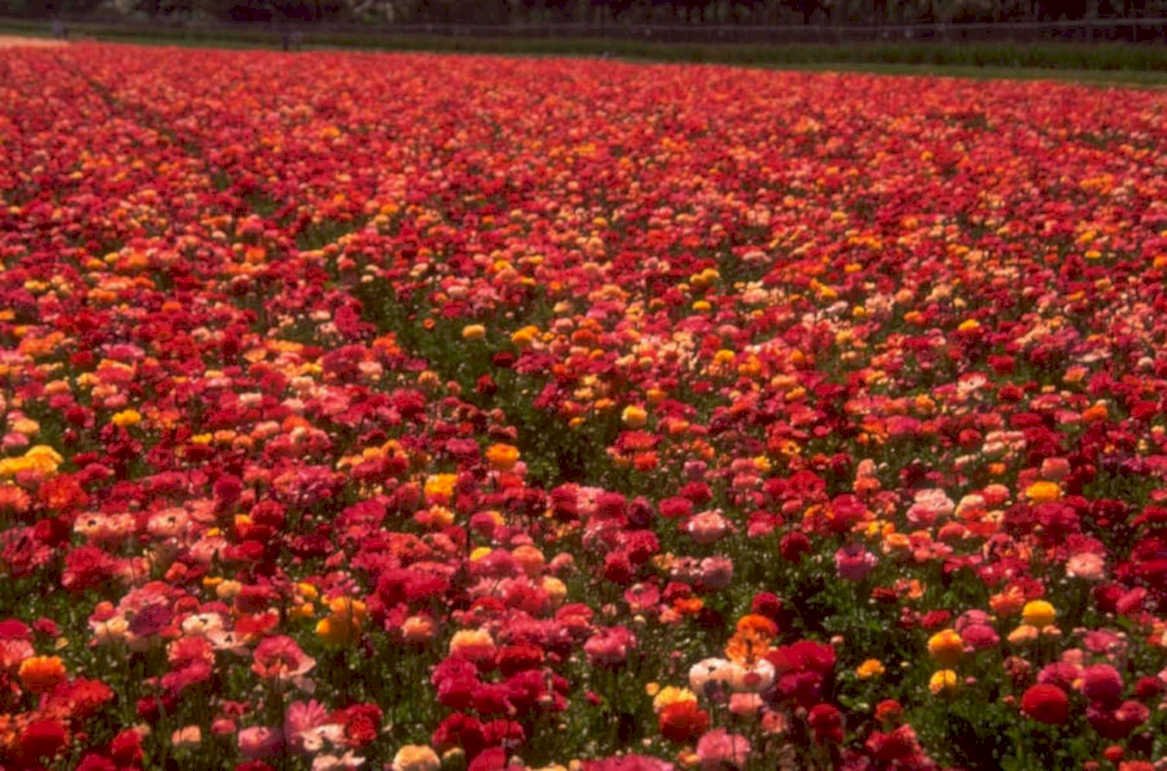 ranunculus field flowers 1980s 1990s A4 Photo Print