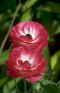 ranunculus pink petals 1980s 1990s A4 Photo Print