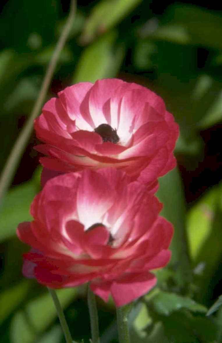 ranunculus pink petals 1980s 1990s A4 Photo Print