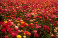 ranunculus sunset field 1980s 1990s A4 Photo Print