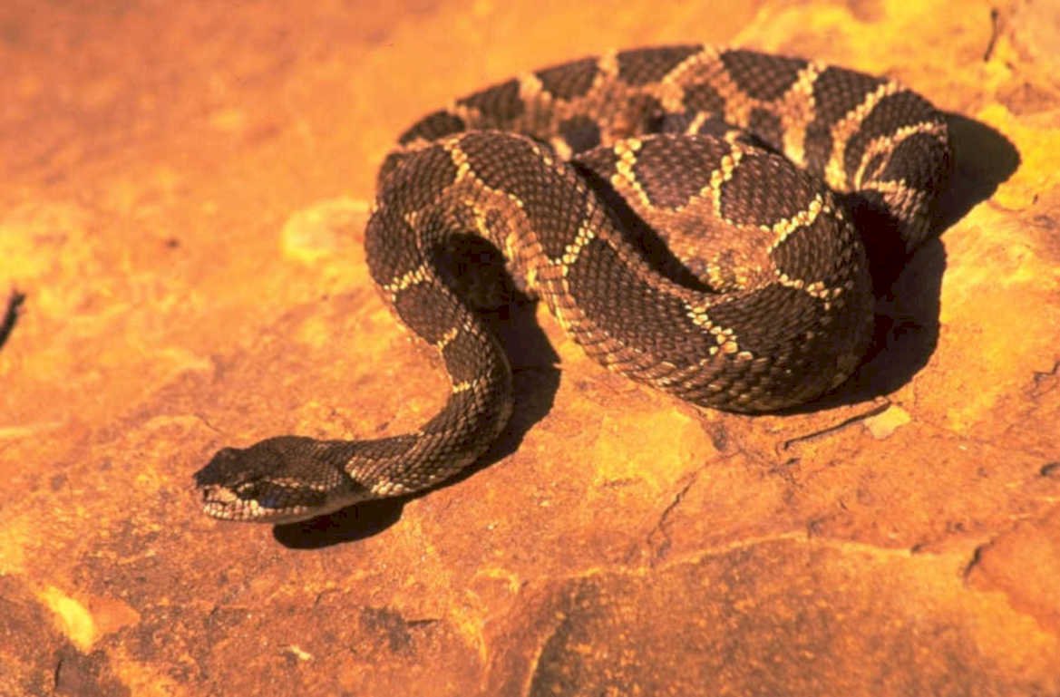 rattlesnake sandstone desert 1980s 1990s A4 Photo Print