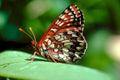 red admiral butterfly 21980s 1990s A4 Photo Print