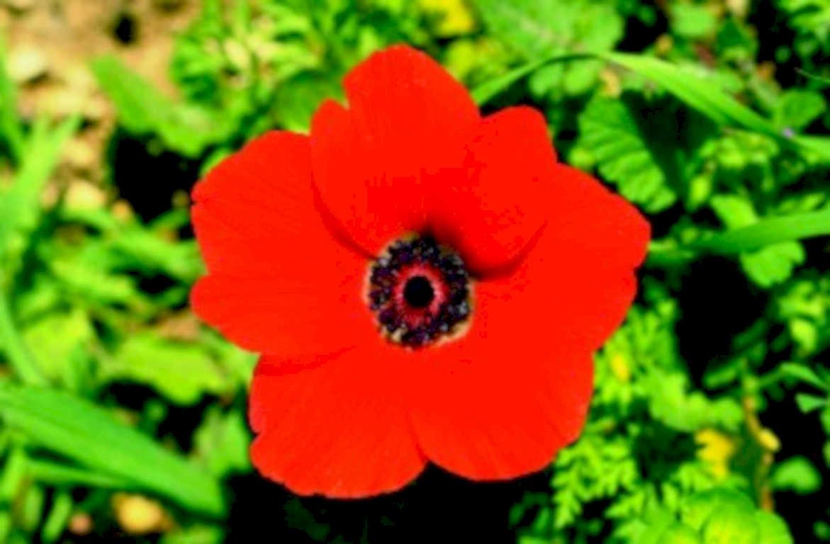 red anemone flower1980s 1990s A4 Photo Print