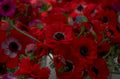 red anemones flowers 1980s 1990s A4 Photo Print