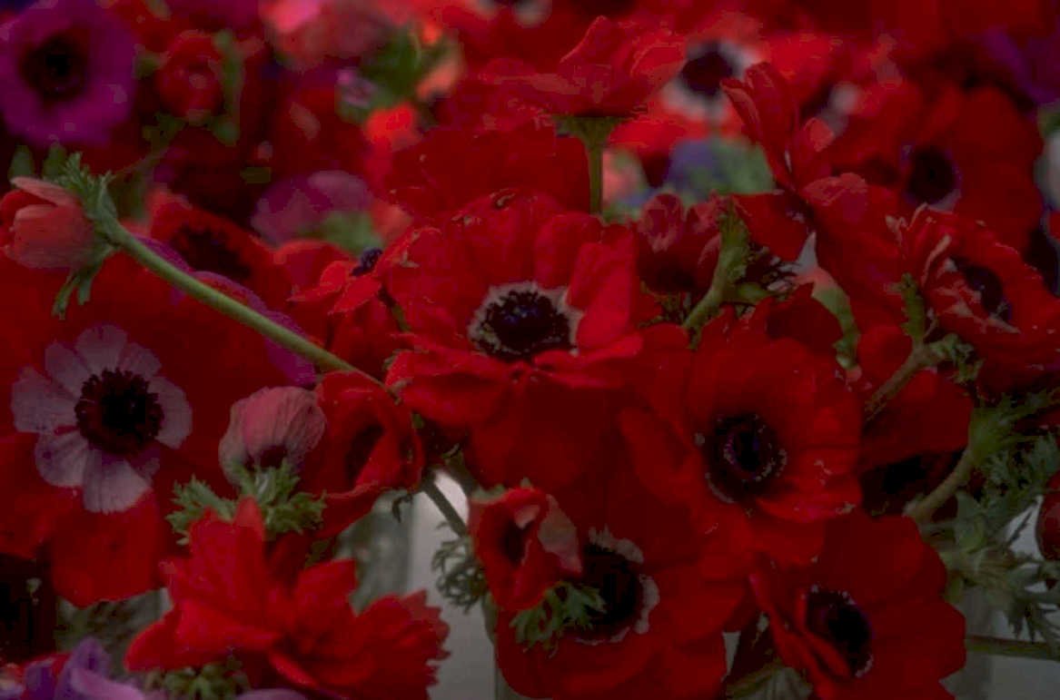 red anemones flowers 1980s 1990s A4 Photo Print