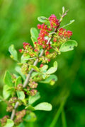 red ash flowers1980s 1990s A4 Photo Print