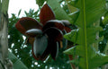 red banana flower Vintage A4 Photo Print