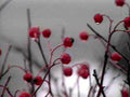 red berries1980s 1990s A4 Photo Print