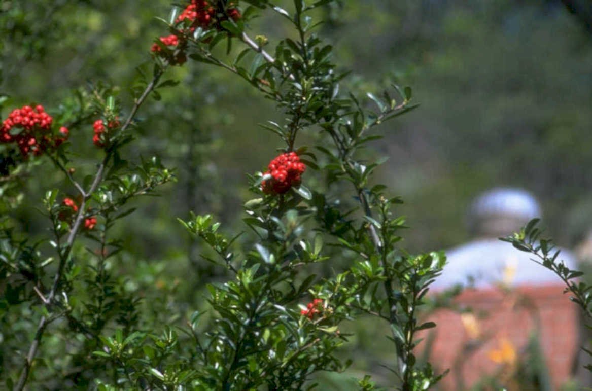red berry bush 1980s 1990s A4 Photo Print