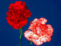 red carnations flowers1980s 1990s A4 Photo Print