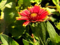 red coneflower flower1980s 1990s A4 Photo Print