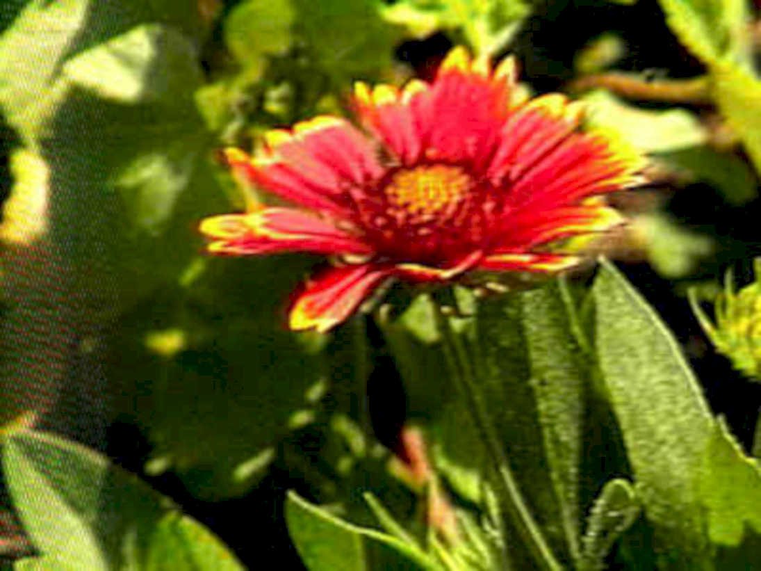 red coneflower flower1980s 1990s A4 Photo Print