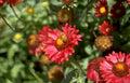red coneflowers bee Vintage A4 Photo Print