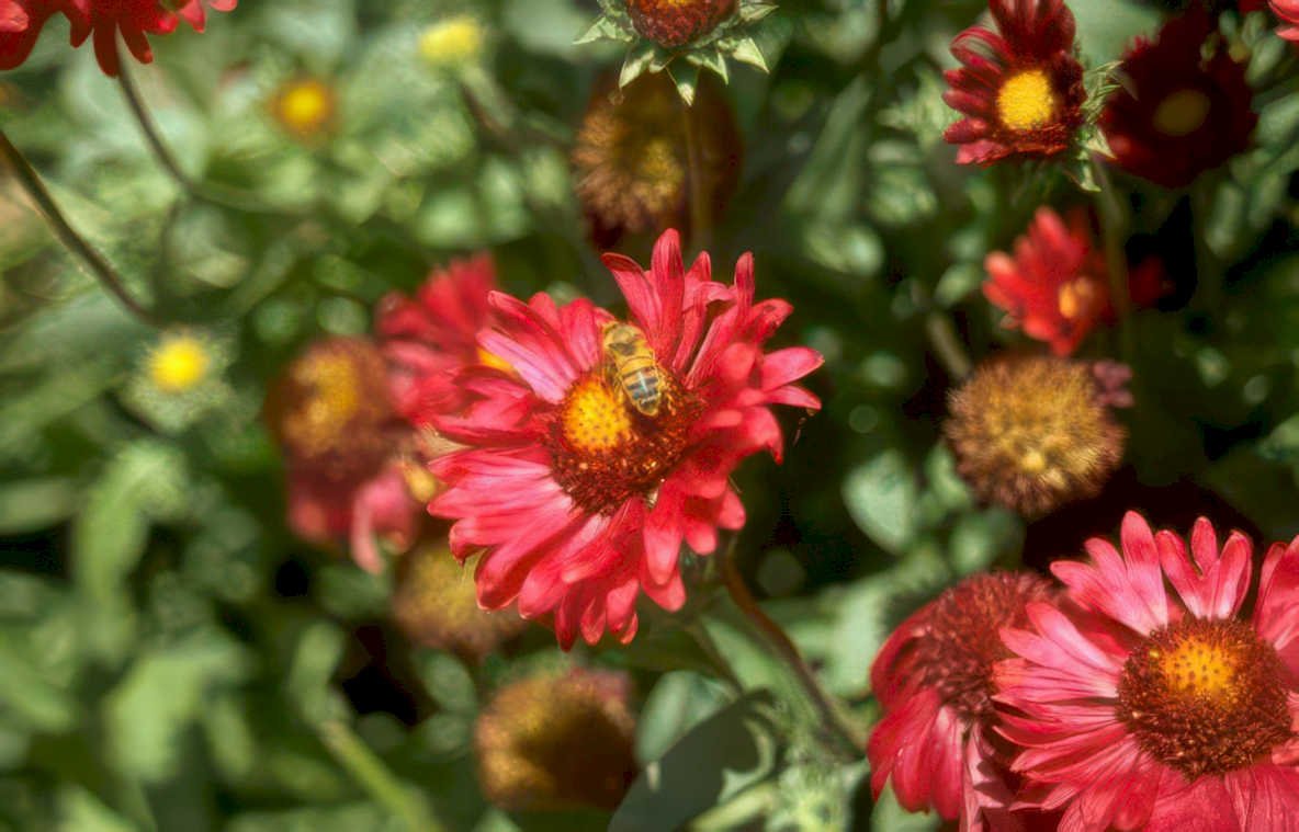 red coneflowers bee Vintage A4 Photo Print