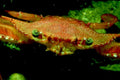 red crab fiddler1980s 1990s A4 Photo Print