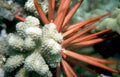 red crown urchin Vintage A4 Photo Print