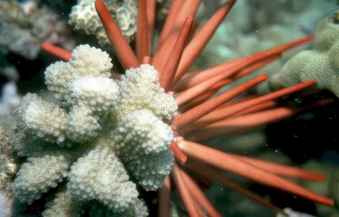 red crown urchin Vintage A4 Photo Print
