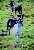 red deer stag1980s 1990s A4 Photo Print