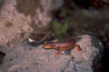red eft rock 1980s 1990s A4 Photo Print