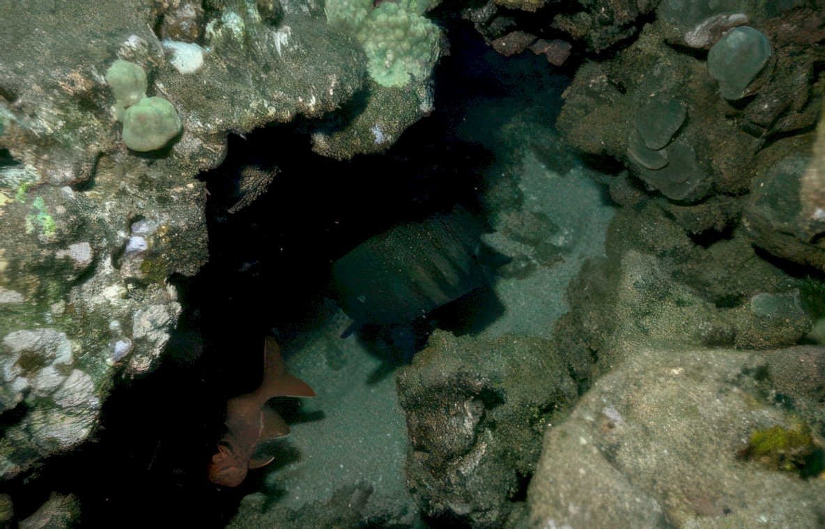 red fish reef GIGA 2