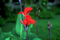 red flower lily1980s 1990s A4 Photo Print