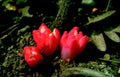 red flowering plant1980s 1990s A4 Photo Print