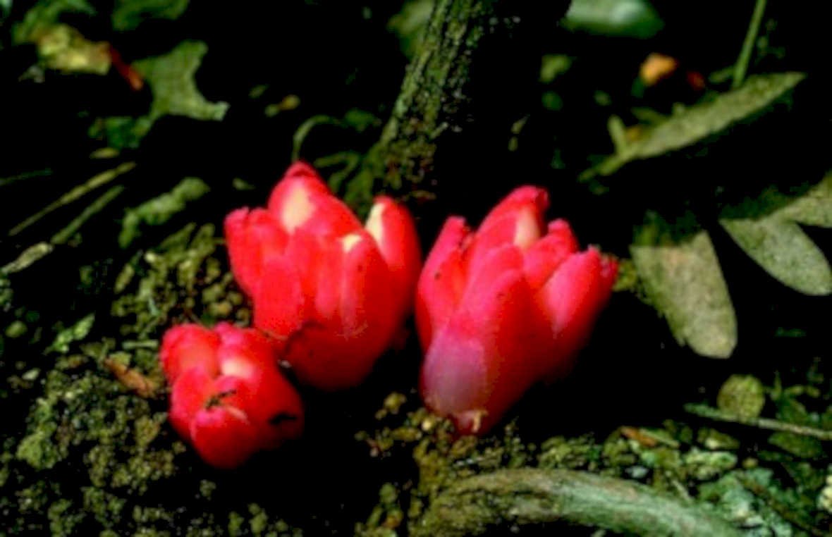 red flowering plant1980s 1990s A4 Photo Print