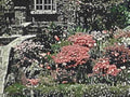 red flowers garden1980s 1990s A4 Photo Print