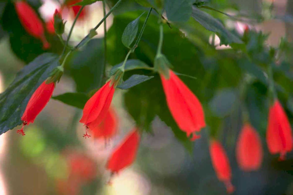 red fuschia flowers Tropical Plant 1980s A4 Photo Print