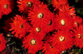 red gerbera daisies1980s 1990s A4 Photo Print