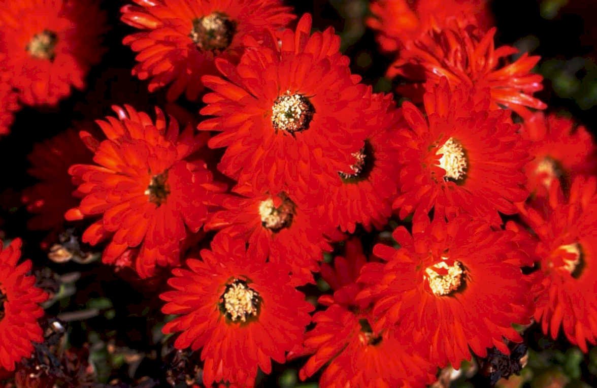red gerbera daisies1980s 1990s A4 Photo Print