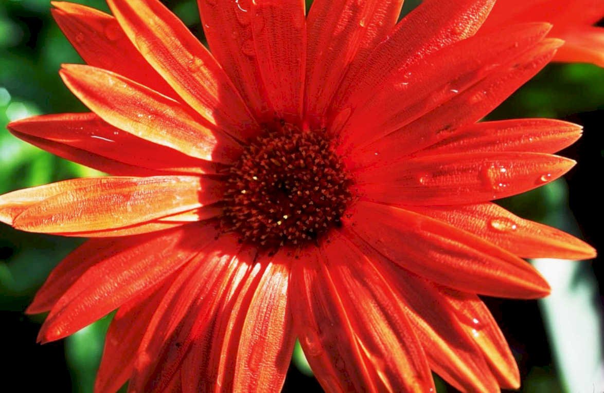 red gerbera daisy 11980s 1990s A4 Photo Print