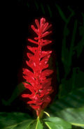 red ginger flower 1 1980s 1990s A4 Photo Print