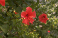 red hibiscus bloom 1980s 1990s A4 Photo Print