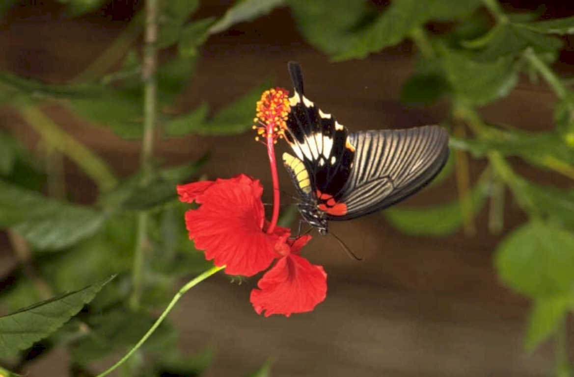 red hibiscus butterfly 1980s 1990s A4 Photo Print