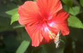 red hibiscus butterfly Vintage A4 Photo Print