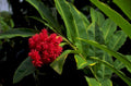 red hibiscus flower 1980s 1990s A4 Photo Print 43