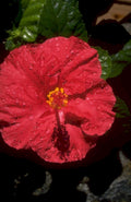 red hibiscus flower 1980s 1990s A4 Photo Print