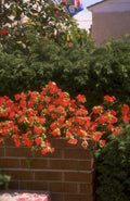 red impatiens flowers 1980s 1990s A4 Photo Print
